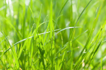 Background of green grass on a summer day