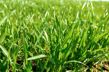 spring green field