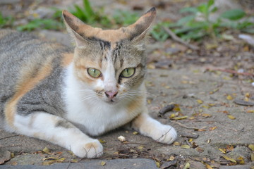 Fototapeta premium Kleine süße Katze
