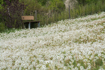 pusteblumenwiese