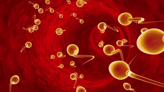 Movement of spermatozoa through the fallopian tubes. Sperm, fertilization. Available in high-resolution and several sizes to fit the needs of your project. 3D animation.