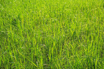 Texture of grass, field with high dense grass