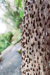 Coins stuck in wood - superstition