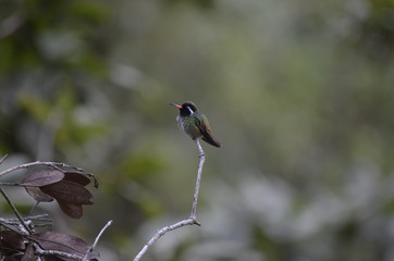 hummingbird