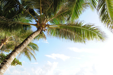 Fototapeta na wymiar Beautiful palm trees