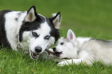 Cute little husky puppy