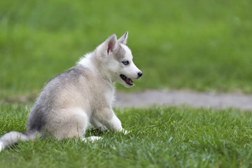 Cute little husky puppy