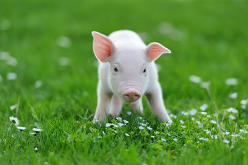 Naklejka na ściany i meble Young pig on grass