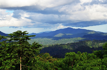 Fototapeta premium Primary jungle in Danum Valley Conservation park in Sabah Borneo, Malaysia.