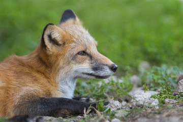 Red fox in nature (Vulpes vulpes)