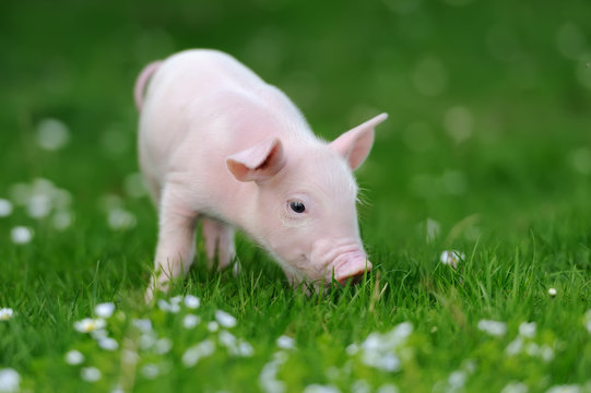 Young pig on grass