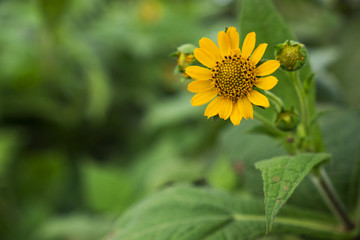 Yellow flower