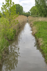 Fototapeta na wymiar Selz creek covered with reed. Ingelheim Rhinehesse, Germany