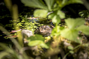 Common frog sunbathing in a pond.
