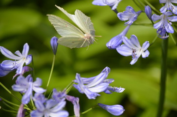 butterfly landing