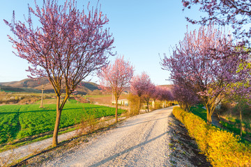 Cherry flowers at the sunset