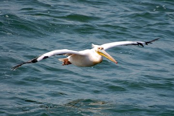 Fototapeta na wymiar Impressive flying Pelican in the Walvis Bay in Namibia