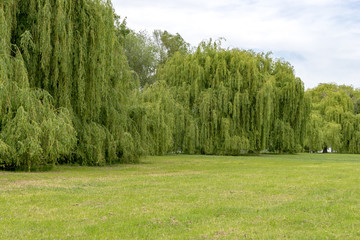 Fototapeta na wymiar On the Rhine in Germany with a large wall of silver willow trees