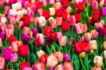 Fototapeta premium Amazing colorful tulips field