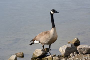 Canada Goose standing on rocky edge of lake shoreline