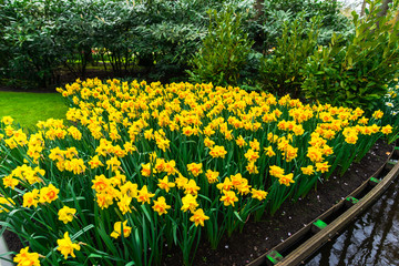 Obraz premium Beautiful flowers at the Park