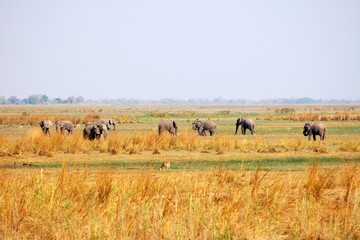 Fototapeta na wymiar Elephant Herd in the savannah of Botswana