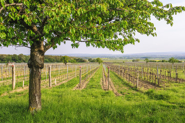 Kirschbaum im Weingarten bei St. Georgen im Burgenland