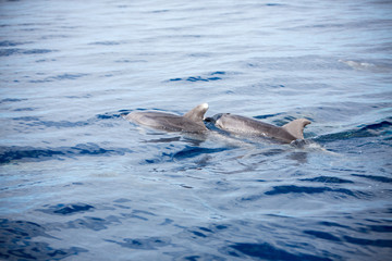 Dolphins