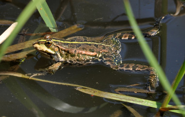 
Frog in the water between reeds and other water plants in the river in vivo development