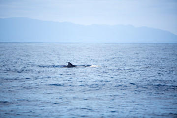 Fototapeta premium Whale