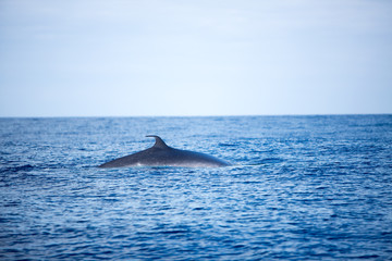 Fototapeta premium Whale