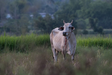 Fototapeta premium Cow