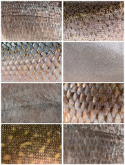collection of fish scales © natali1991