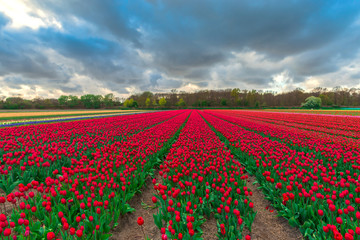 Amazing tulips field