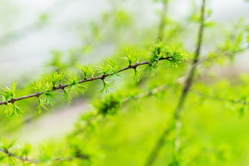 Early spring, young larch close-up, concept of spring, seasons, weather. Fresh coniferous tree branch, modern natural square background, selective focus