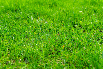 Fresh juicy spring grass, concept of Greenery for all occasions for modern natural wallpaper, symbol of new beginnings, copy space, selective focus