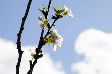 White blossom of cherry in the blue sky with clouds.