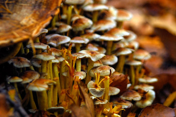 Fungus mushroom orange brown growing on rotten wood