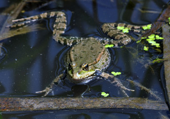 
Frog in the water between reeds and other water plants in the river in vivo development