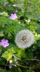 Dandelion