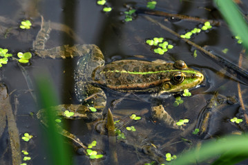 
Frog in the water between reeds and other water plants in the river in vivo development