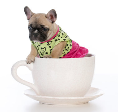 French Bulldog Puppy Sitting In A Tea Cup