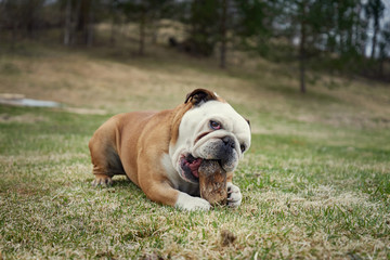 English bulldog playing with wooden stick on nature background.