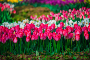 Obraz premium Amazing flowers field atthe park