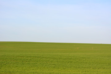 Beautiful green field against the blue sky, spring landscape 