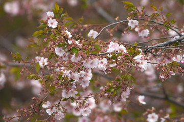 Pink cherry flowers on  Sakura trees in Stockholm City