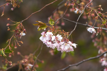 Pink cherry flowers on  Sakura trees in Stockholm City