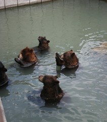 brown and black bears bathing in Park -captive unfortunatly 