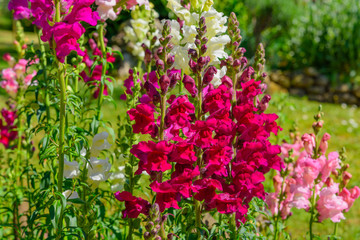 Colorful flowers in the garden...