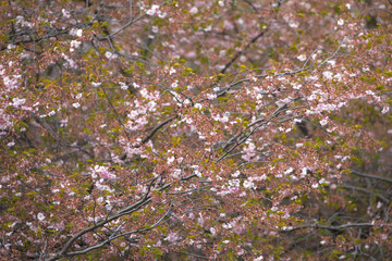Pink cherry flowers on  Sakura trees in Stockholm City